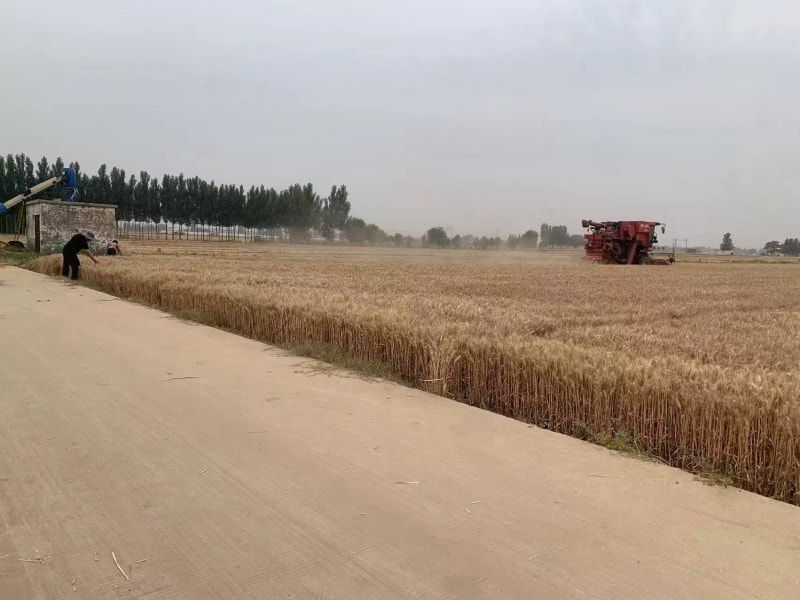 收割现场