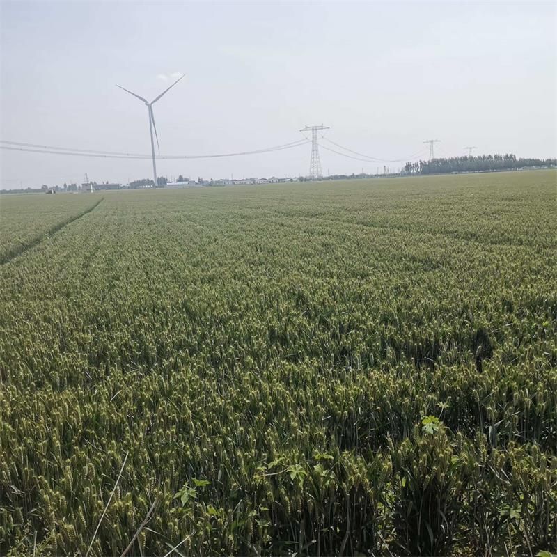 小麦